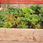 How To Grow Food In A Small Place