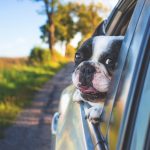 Summer Travel Pet Tips